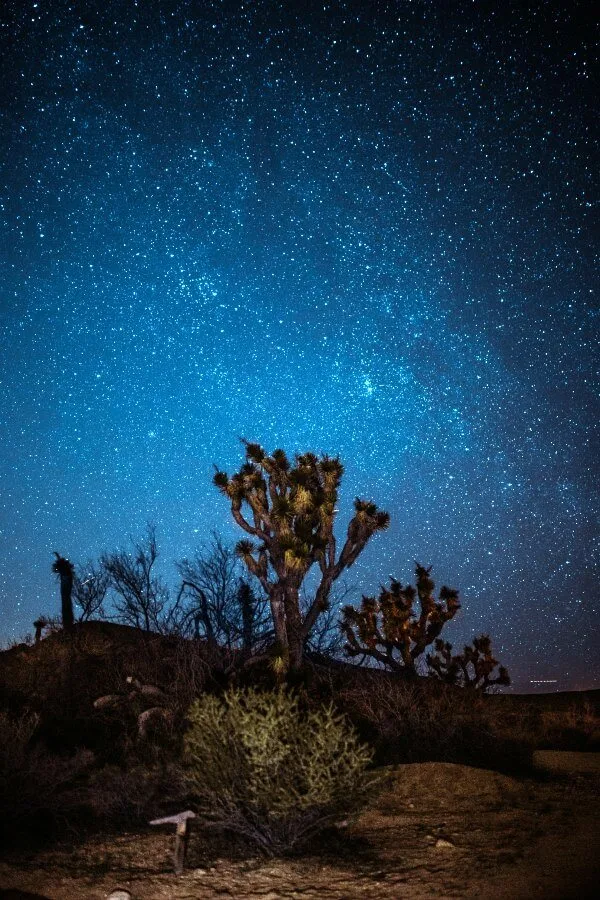 Joshua Tree Camping Sites For Seeing a Starry Night