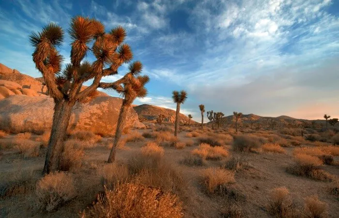 hotels near joshua tree national park