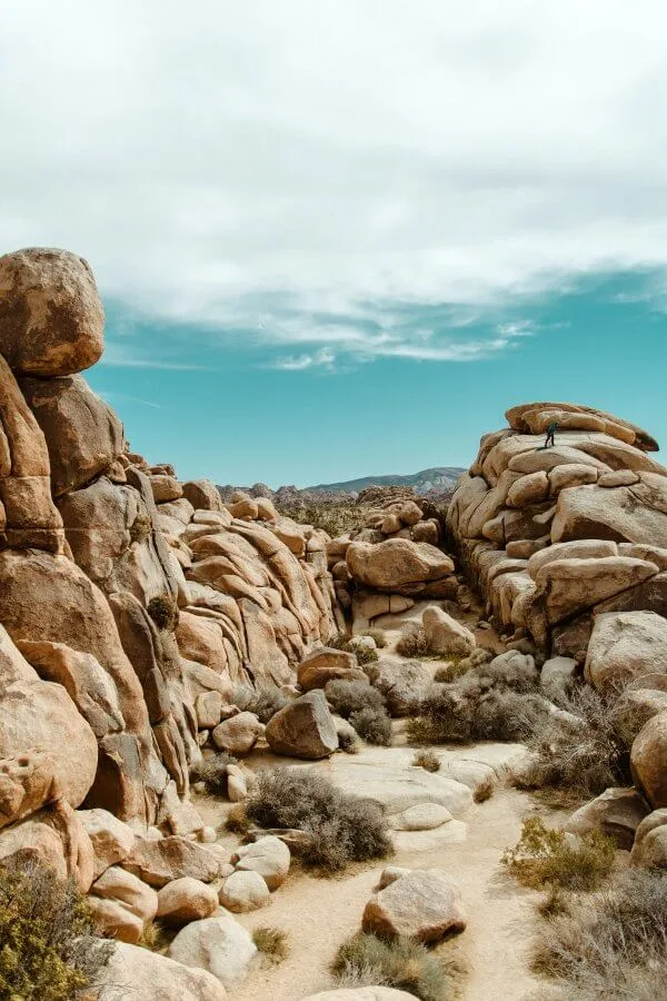 tips for visiting joshua tree national park