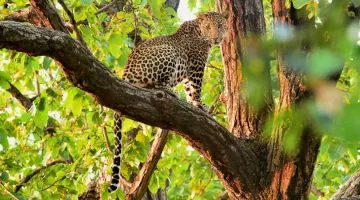 Best Wildlife Holidays in the World