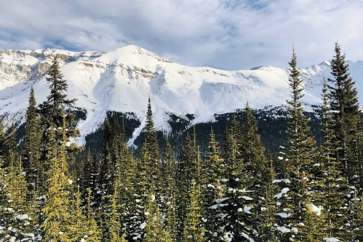 Banff National Park Pine Trees and Mountains