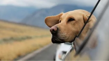 vacaciones con perro en coche