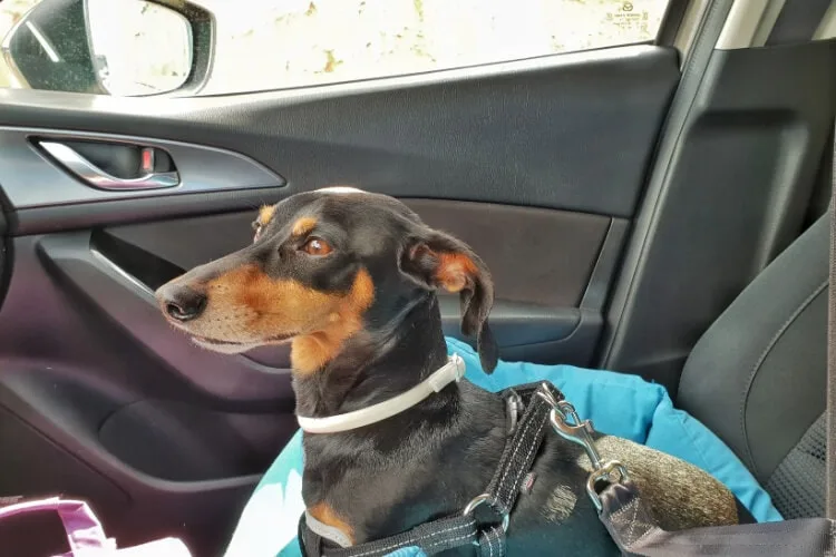 viajar con perro en coche seguro