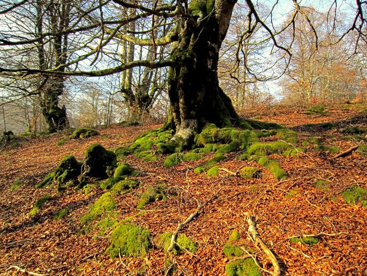 Selva de Irati en otoño