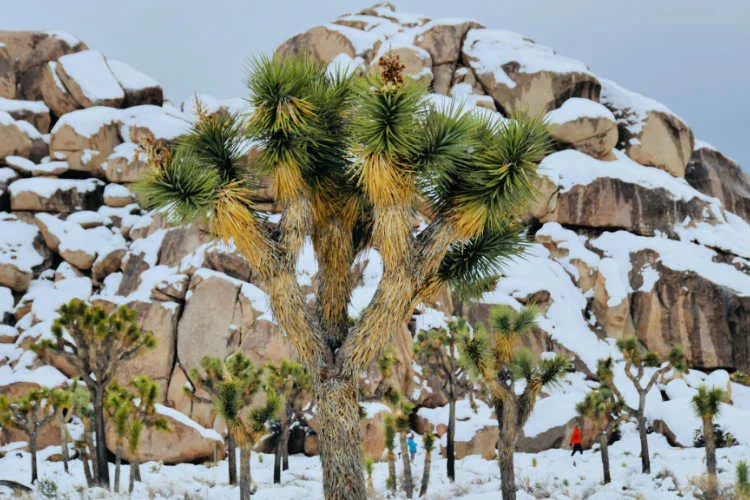 Joshua Tree in December