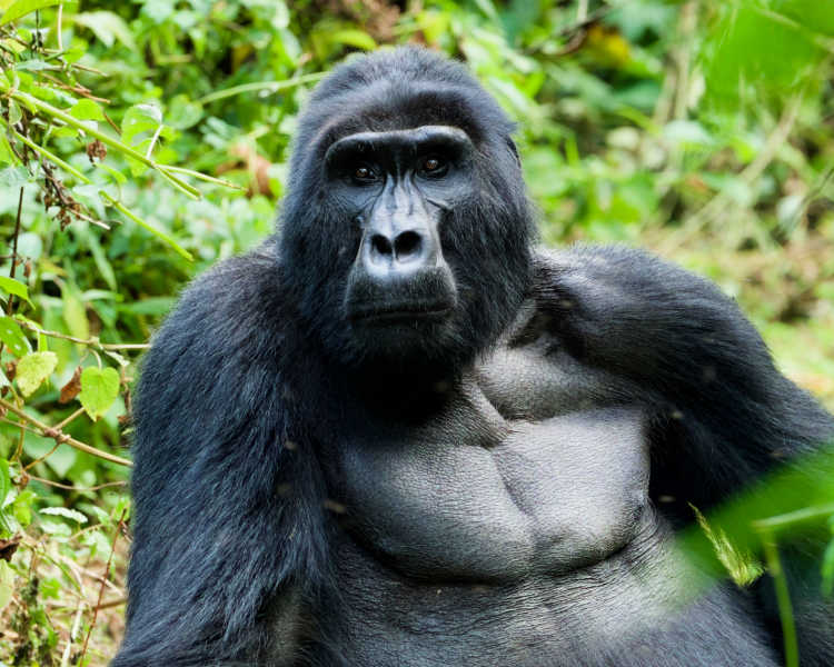 Cuál es el mejor sitio para hacer un safari