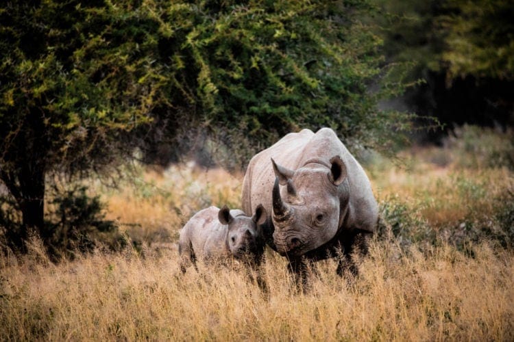 Cuáles son los mejores países para hacer un safari
