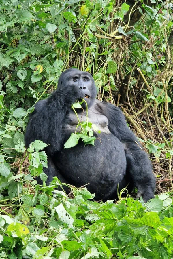 Safari Gorilas Uganda