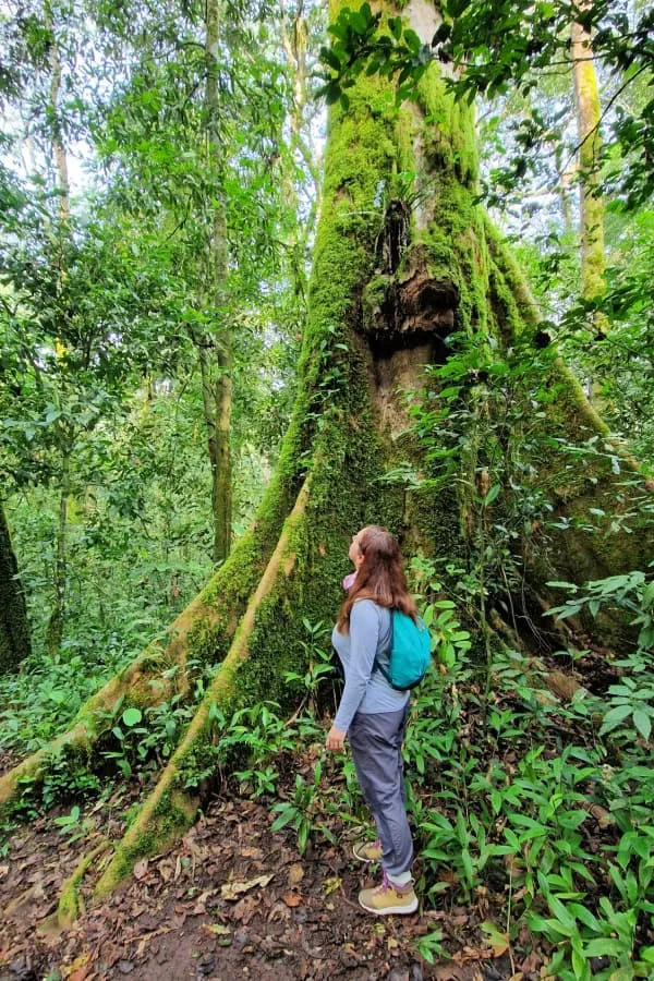 Safari en Uganda Africa