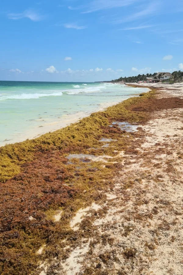 Sargazo en Riviera Maya