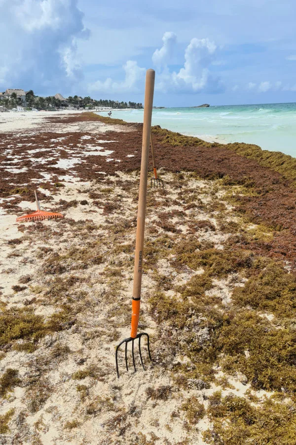 Sargazo en Tulum