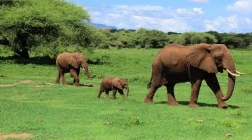 tanzania e visa processing time