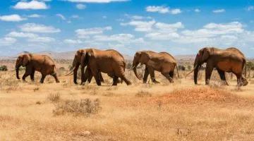 Exploring Kenya like a local