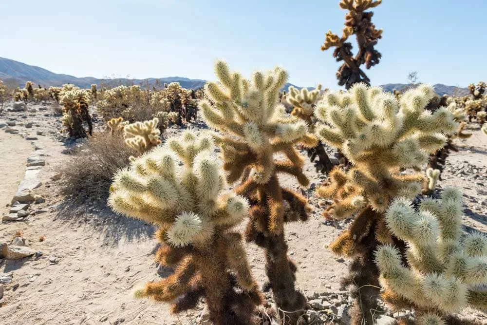 Cholla Cactus Garden joshua tree national park california