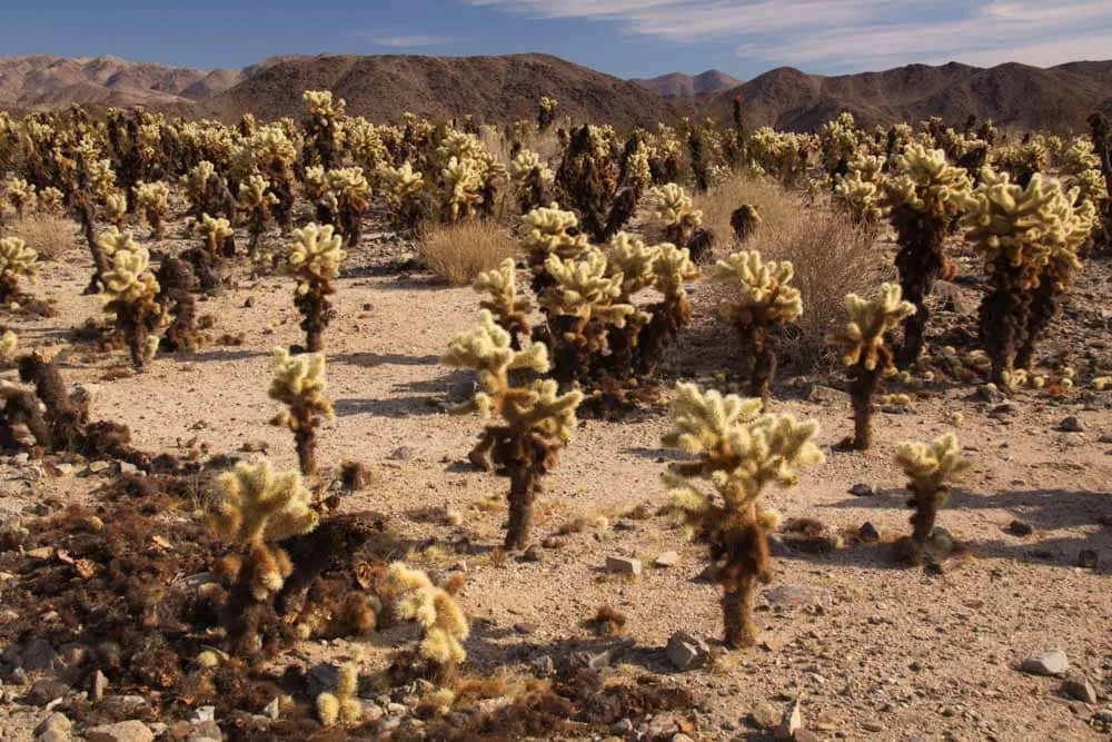 cholla cactus garden joshua tree california
