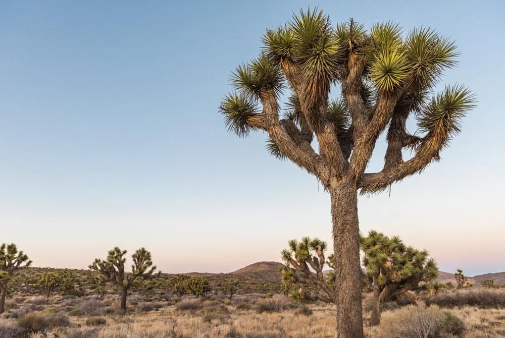 dusk joshua tree national park california