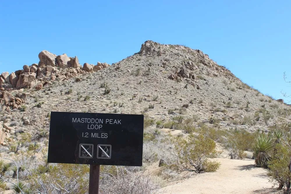 mastodon peak joshua tree california