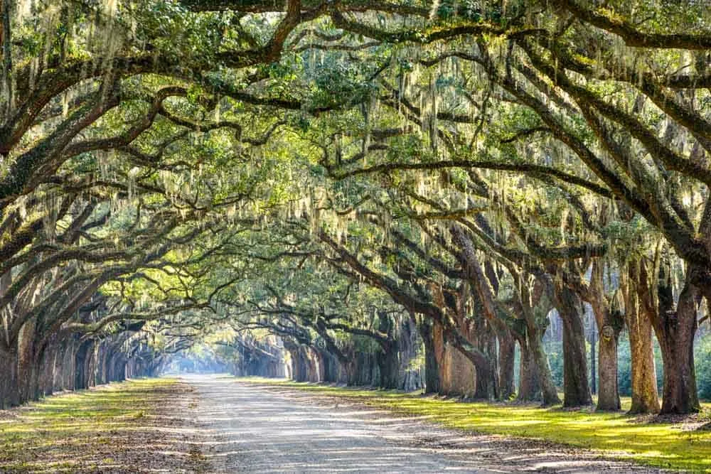 old oak lined trees savannah georgia