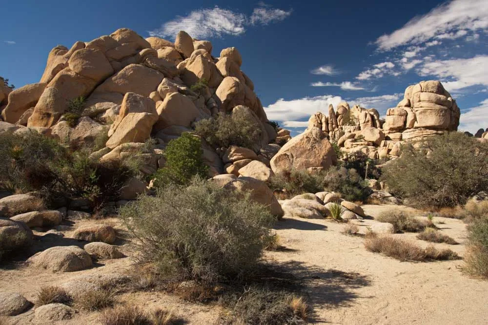 Joshua Tree in Winter: The Ultimate Guide + Tips!
