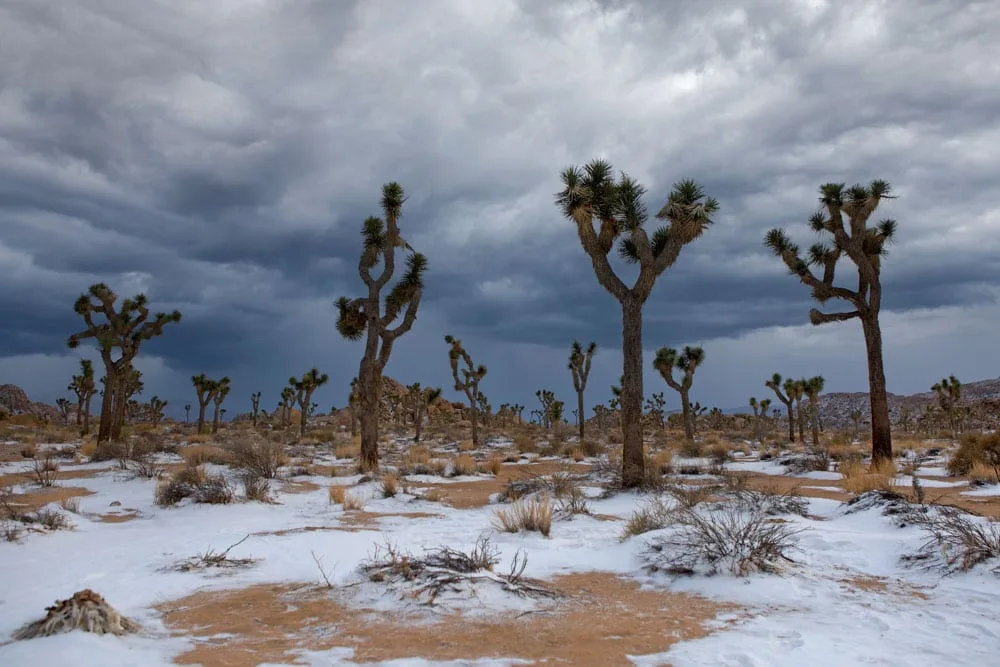 snow landscape joshua tree national park california