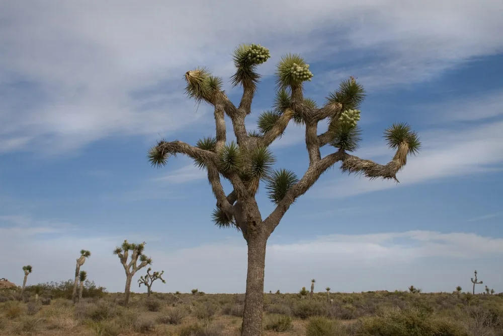 winter joshua tree national park california