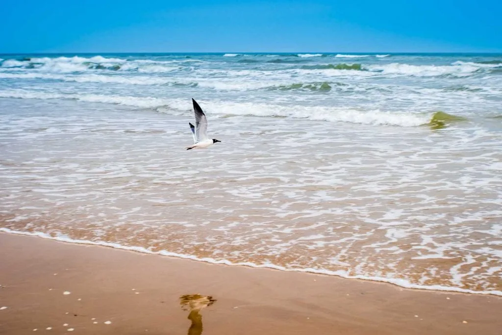 Laughing Gull Slying over beach south Padre Island Texas usa 1024x683