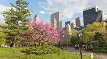 Experiencing Central Park is one of the best things to do in spring in New York city
