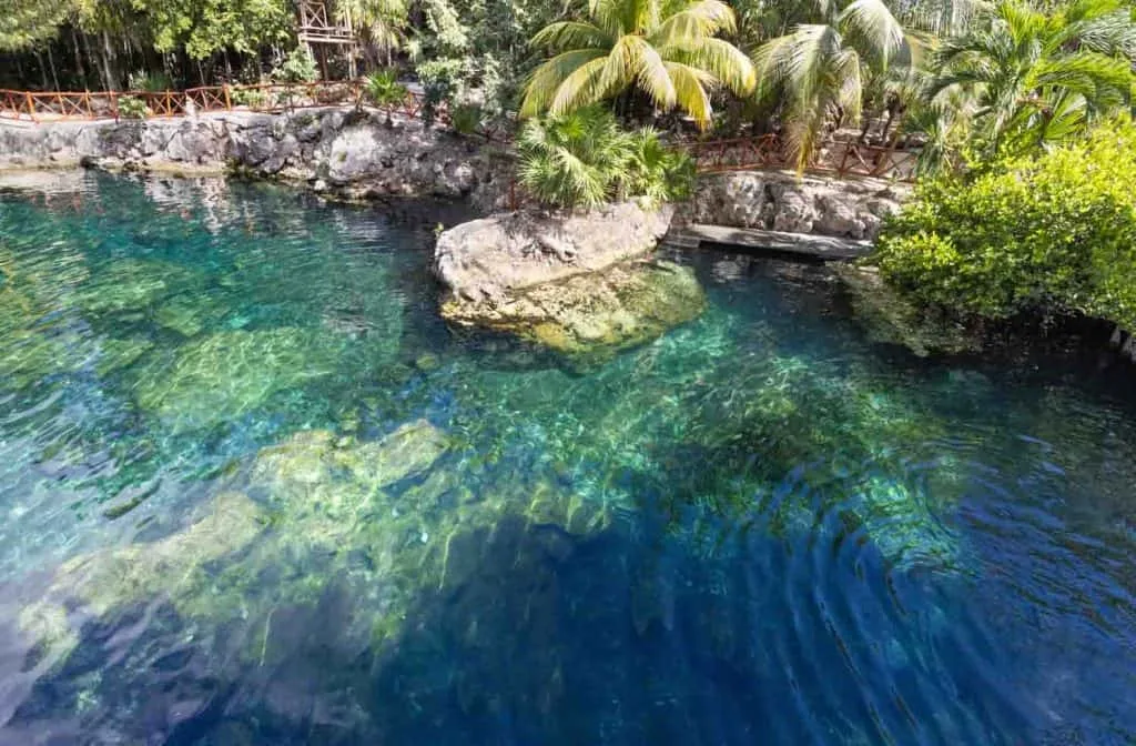 jungle near cenote casa tortuga tulum 1024x672