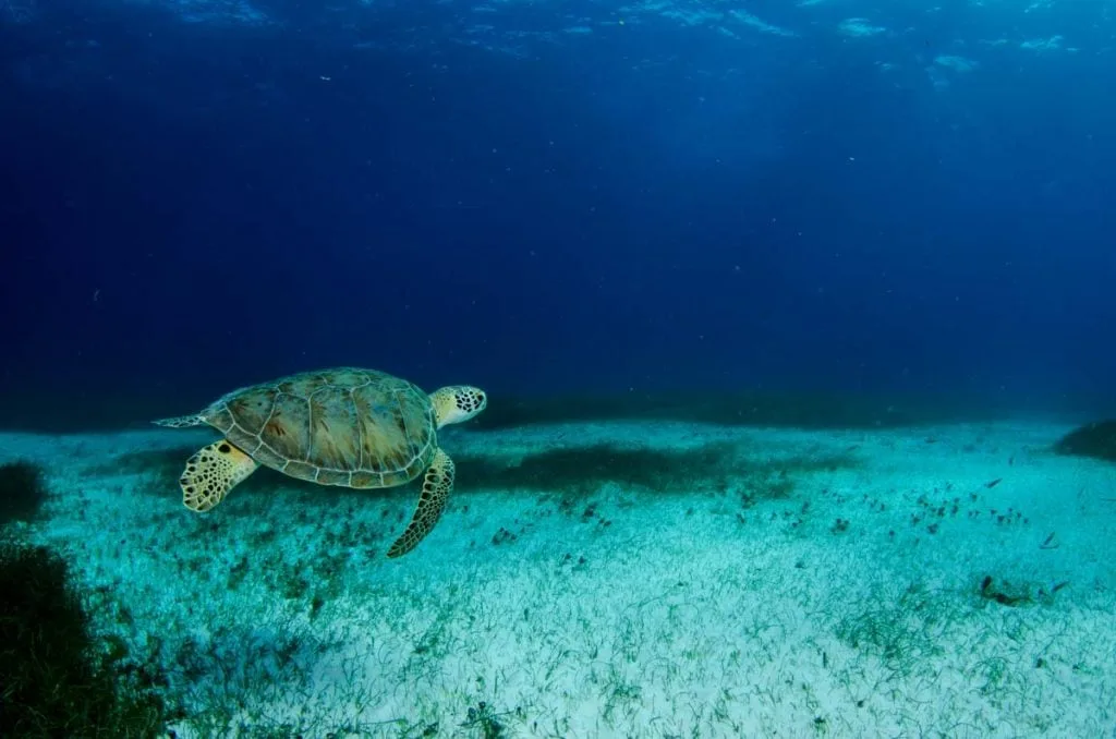 green sea turtle Cozumel island in Mexico 1024x678