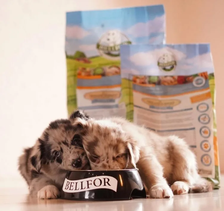 Donde ir de vacaciones con perro