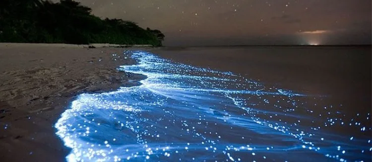 Holbox bioluminescence