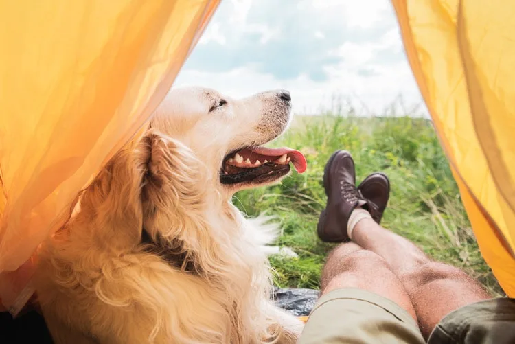 mejores campings para perros