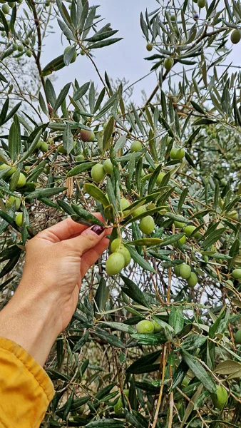 aceite de oliva sierra de Cazorla