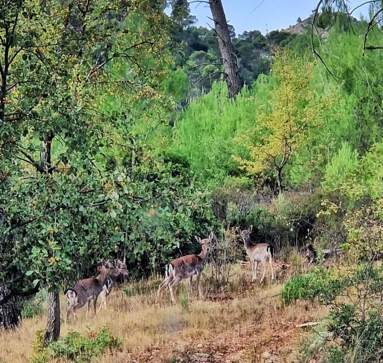 animales de la sierra de Cazorla