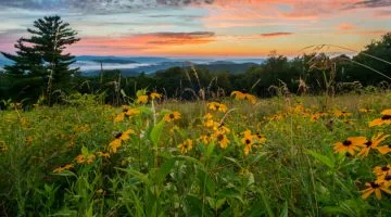 Best Places to Find Wildflowers in Virginia