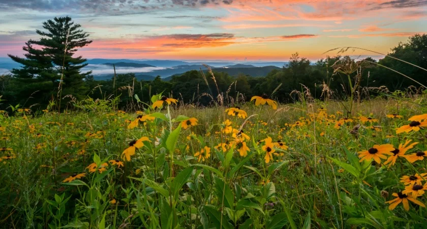 5 Best Places to Find Wildflowers in Virginia
