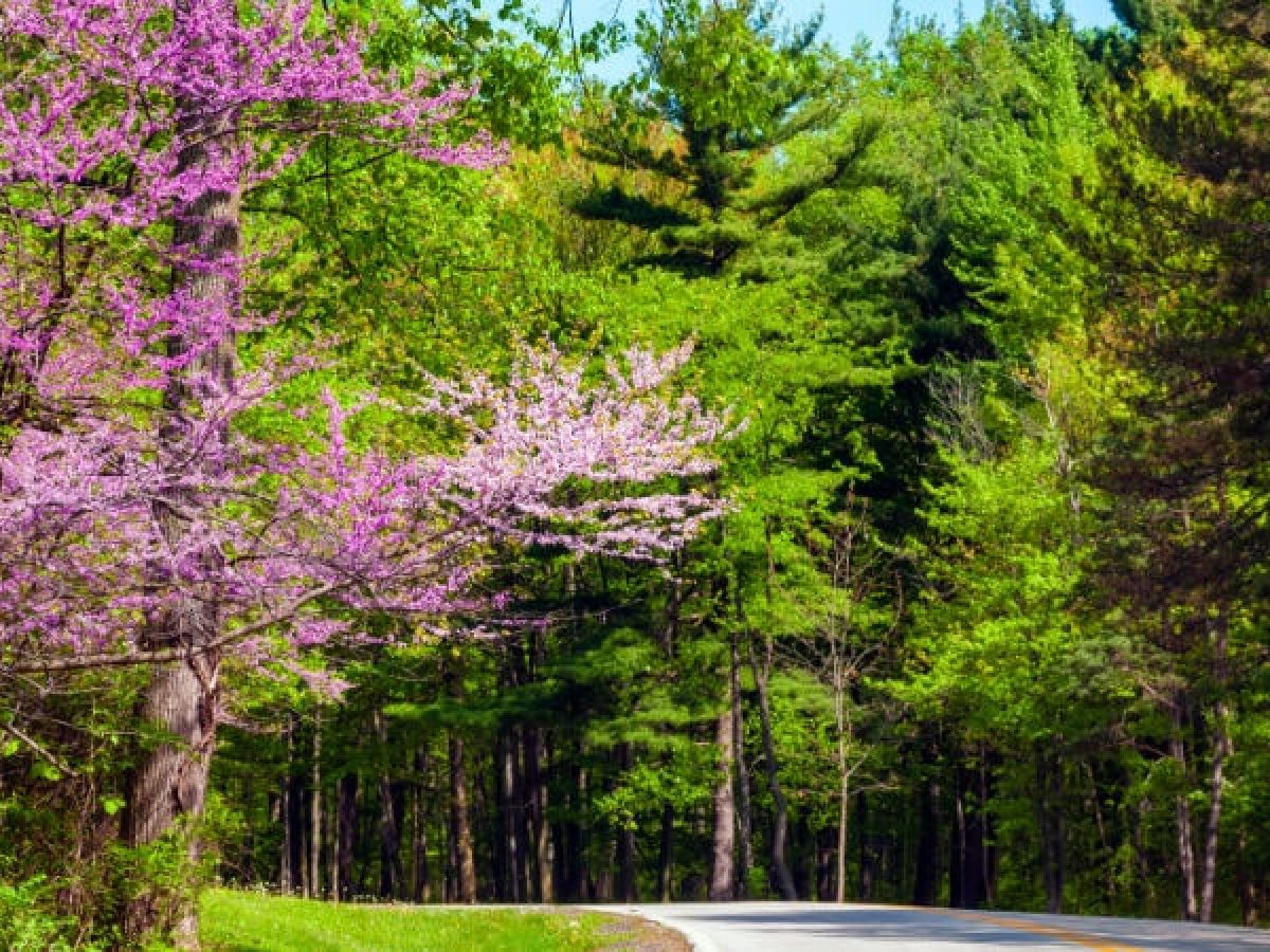 Buying a Home in 2026 vs. Waiting — What Northeast Ohio Buyers Should Know,Laura Petek