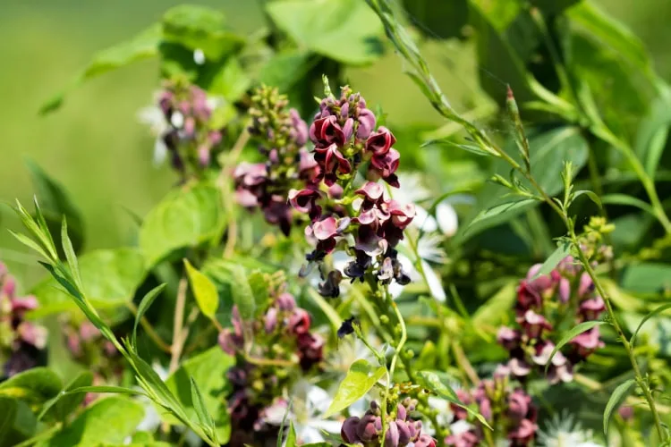 Virginia native wildflowers