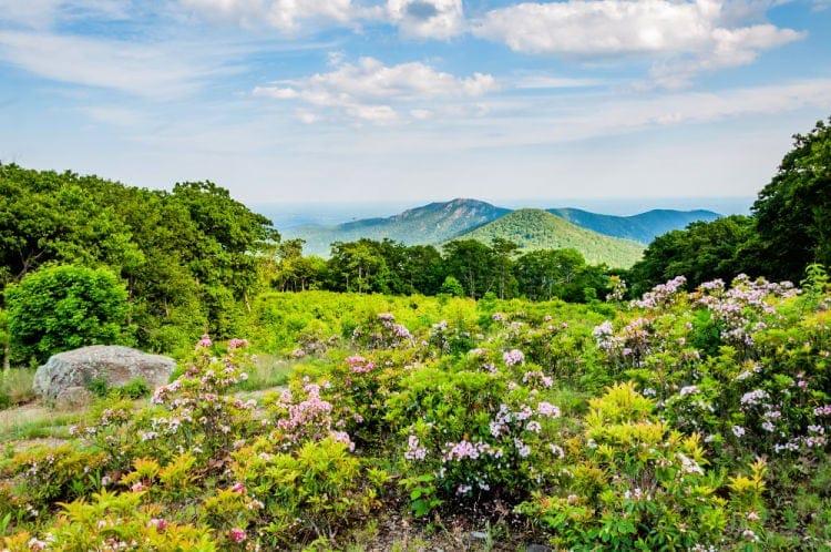 Virginia wildflowers