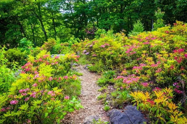 pink flowers in virginia