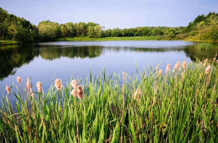 spring flowers in ohio