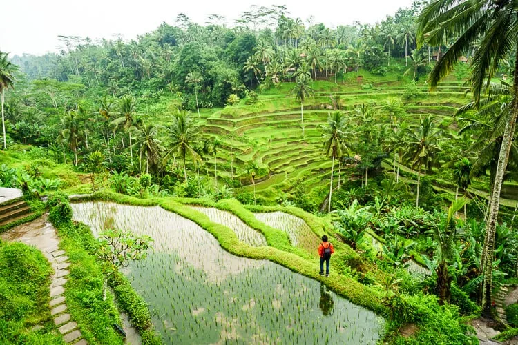 Beautiful rice field included in the Bali 2 week itinerary