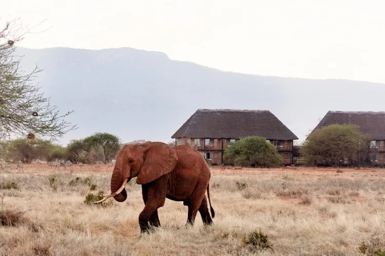 Elefante africano frente a un lodge