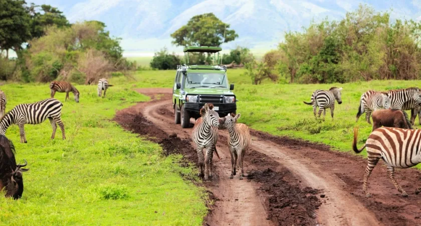 Que es un safari en África