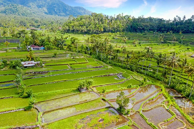Sidemen rice fields