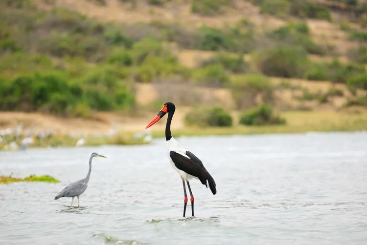 aves avistadas en un safari
