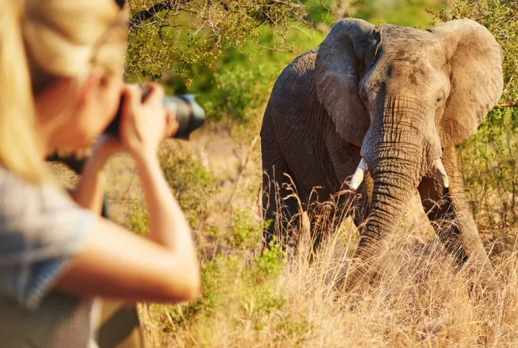 mujer haciendo un safari fotografiando un elefante
