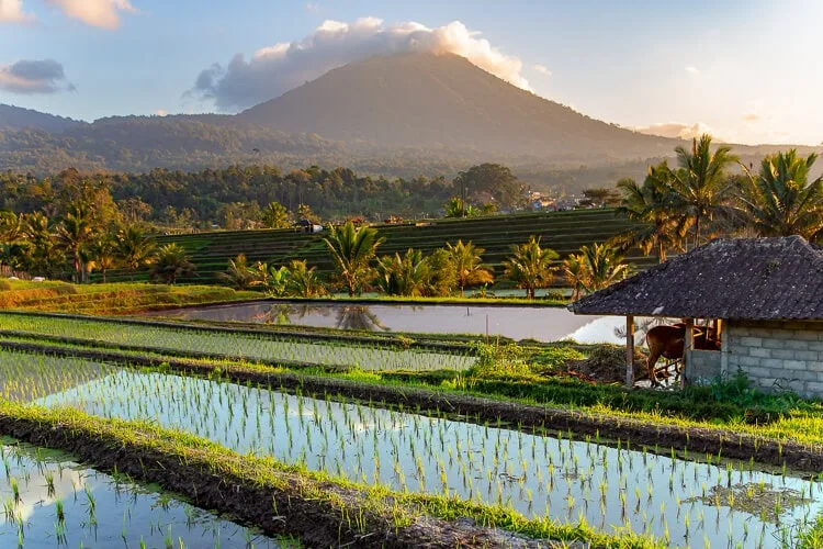 view of the Mont Agung
