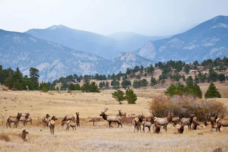 animals on rocky mountain national park
