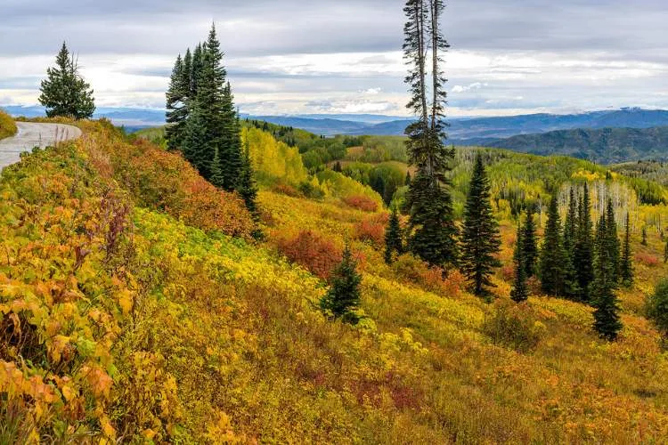 buffalo pass colorado